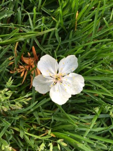 blossom